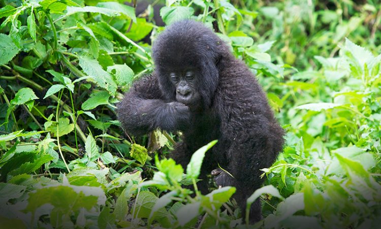 1 Day Rwanda gorilla trekking safari