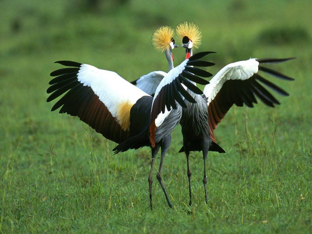 15 days uganda birding safari