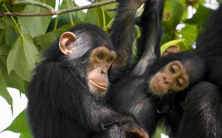 2 Days Uganda budget chimpanzee trekking safari