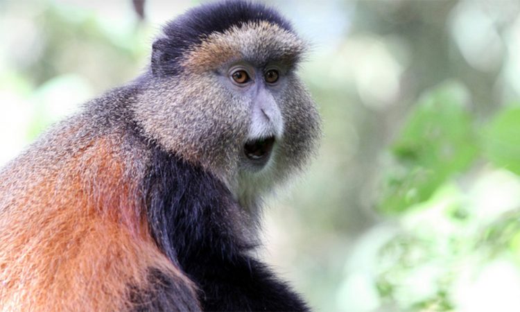 3 Day Rwanda Gorilla and Golden Monkey Safari