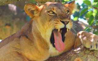 3 Days Budget Queen Elizabeth Safaris