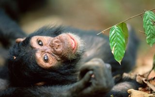 3 Days Uganda Budget Chimpanzee Trekking Safari