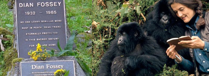 4 Days Rwanda Gorilla Safari and Dian Fossey Hike