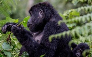 4 Days Uganda Gorilla Trekking Safari