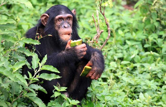 8 Days Uganda primates and wildlife safari