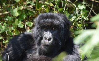 3 Days Budget Bwindi Gorilla Safari
