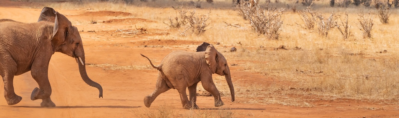 budget elephant safari in Uganda