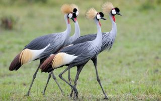 Birding Safaris