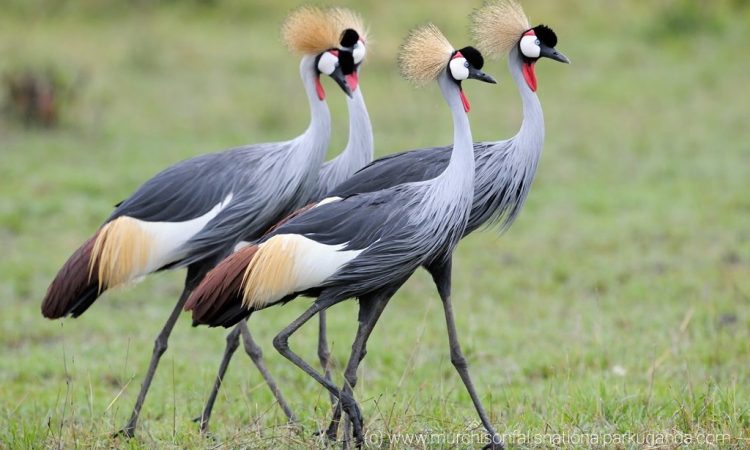 Birding Safaris