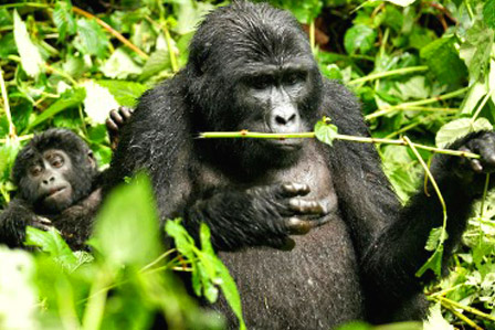 Role of Gorilla Trackers in Gorilla Trekking experience 