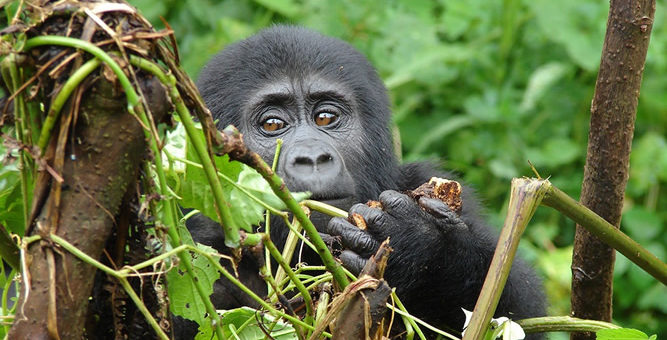 4 Days Gorilla Trekking & Dian Fossey Hike in Rwanda