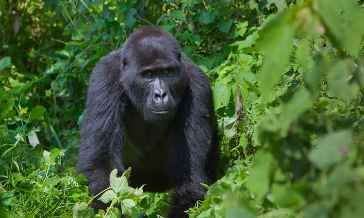 Activities in Virunga National Park