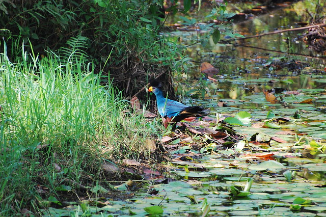 Blue Turaco in Bigodi Wetland Sanctuary