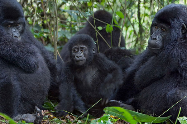 Gorillas in Congo