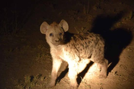 Hyena seen during a Night Game Drive