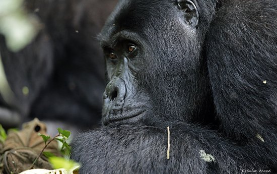 Gorilla in Buhoma Sector