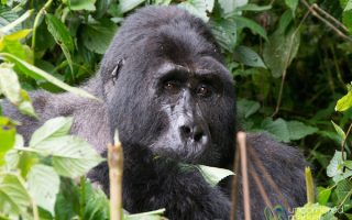 Gorilla Trekking Permits in Congo
