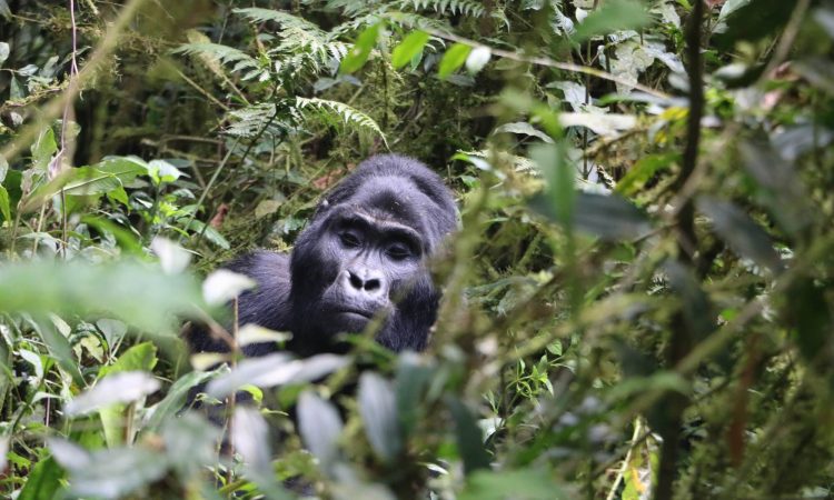3 Days Gorilla Trekking Uganda From Kigali