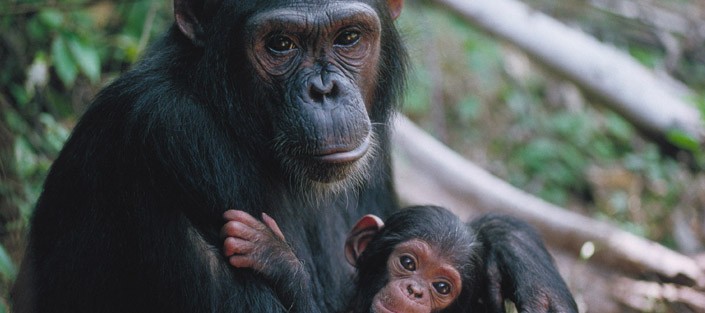 4 Days Murchison Falls with Chimpanzees Tour