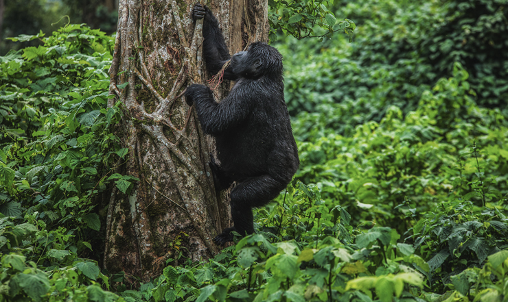 A gorilla in Volcanoes National Park