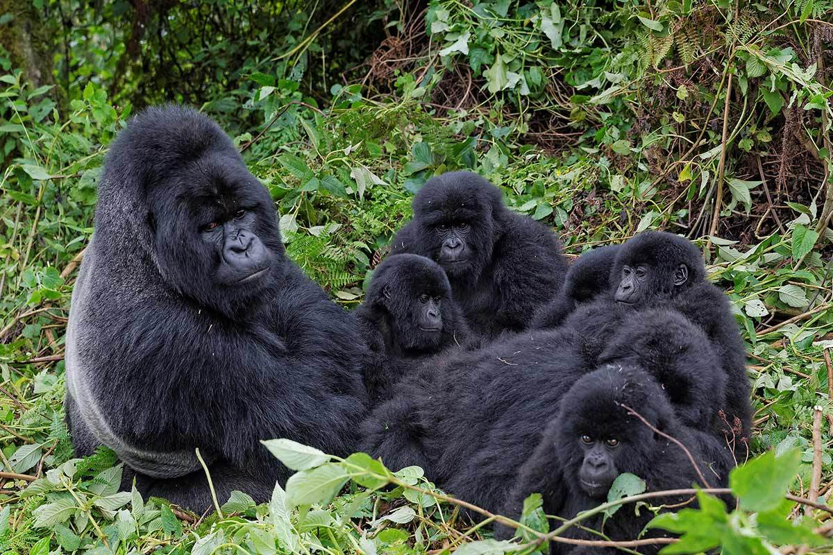 Are Gorillas Dangerous to People ?