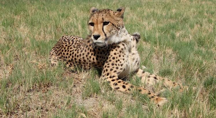 Cheetahs in Kidepo Valley National Park