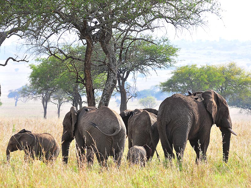 Wildlife Safaris in Kidepo Valley National Park