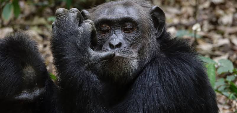 Facts about Chimpanzees
