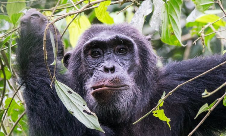 Best time for Chimpanzee Trekking in Kibale National Park