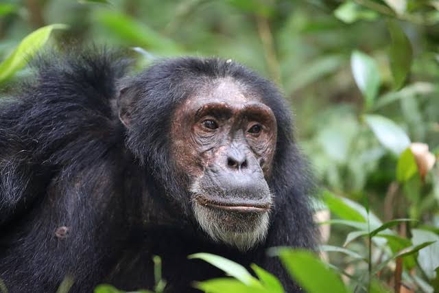 Best time for Chimpanzee Trekking in Kibale National Park