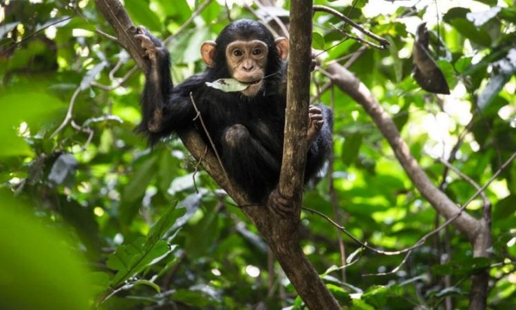 Chimpanzee Tracking Rules & Regulations