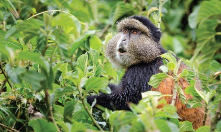 Golden Monkey Trekking  in Uganda