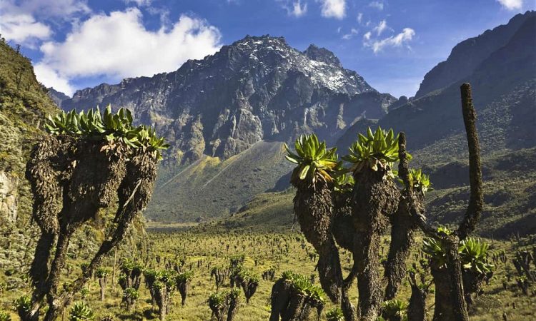 Vegetation around Mount Rwenzori