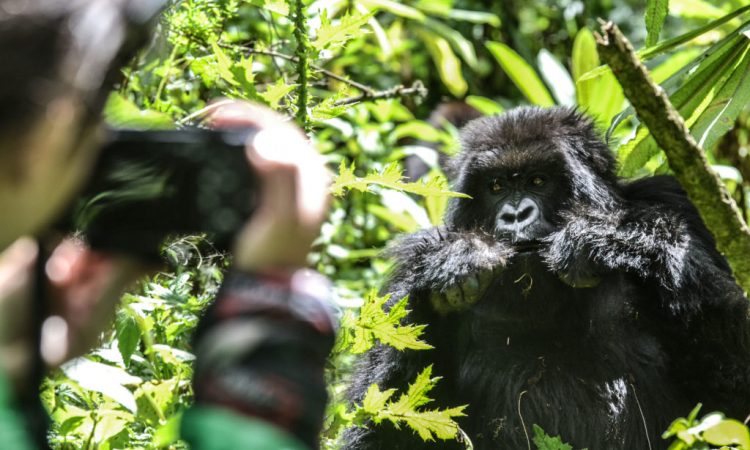 Gorilla Filming in Uganda