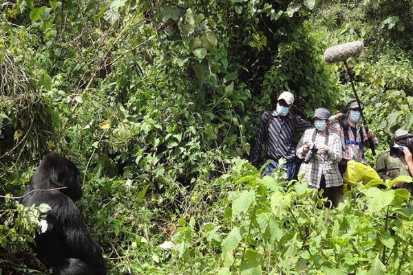 Gorilla Filming in Uganda