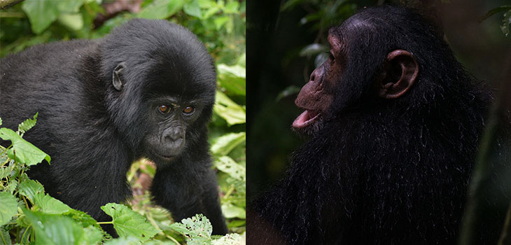 6 Days Uganda Primates Tour