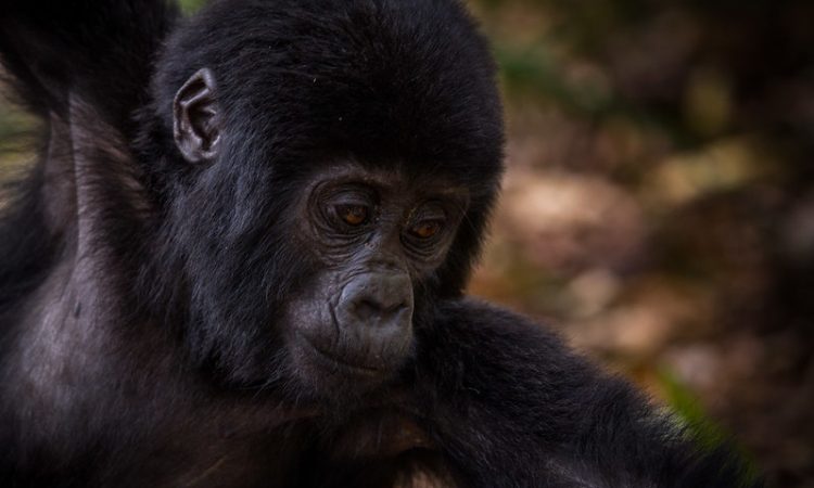 Uganda Primates Watching