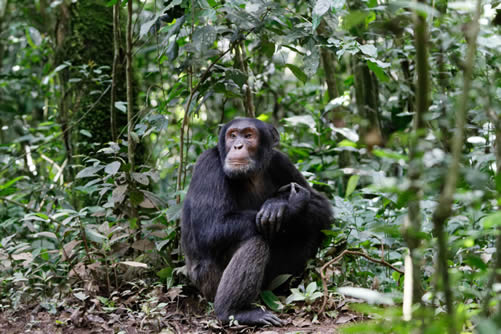 Cost of Chimpanzee Trekking