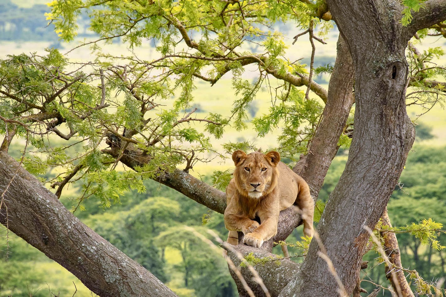 Interesting attractions on a Uganda Safari