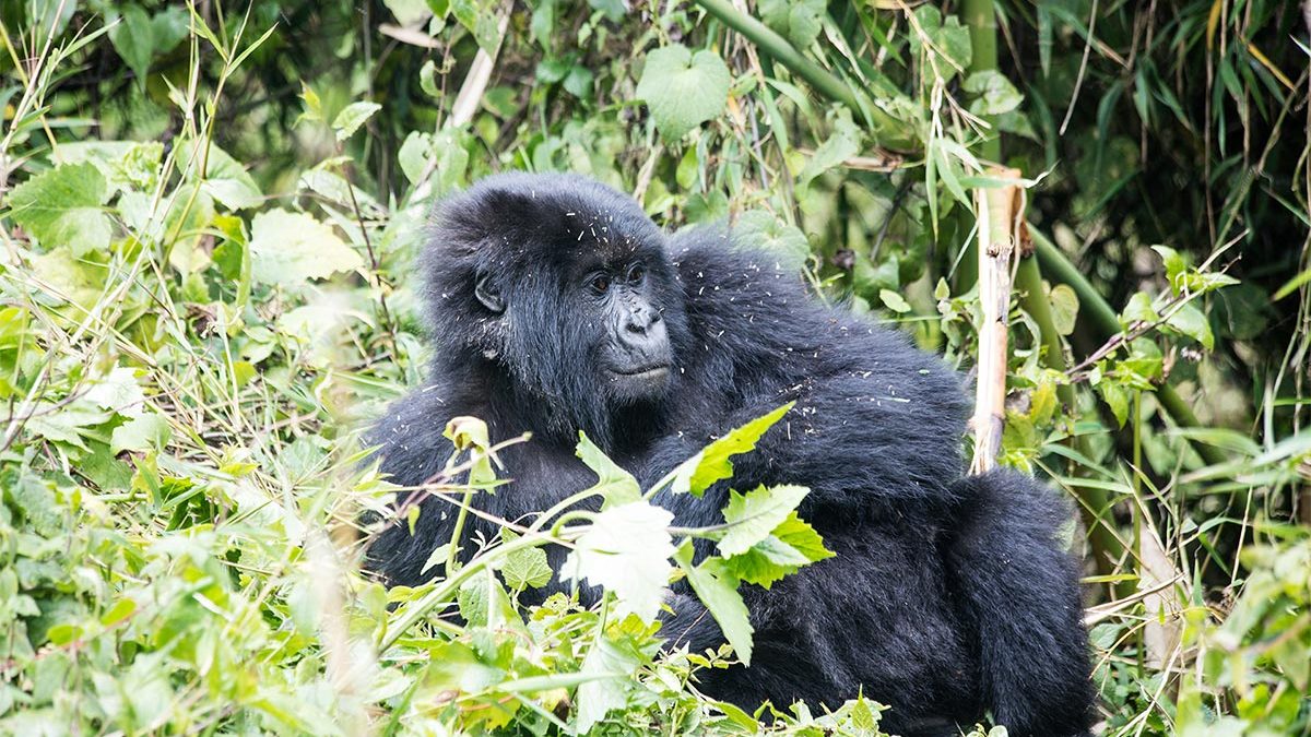 3 Days Uganda Gorilla Habituation Safari