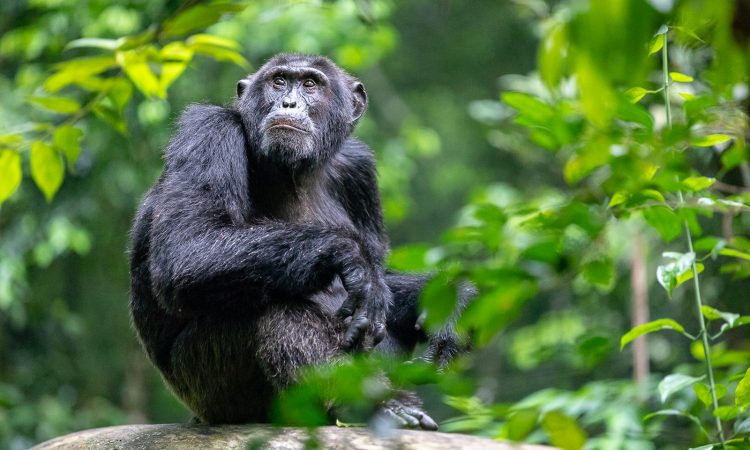 4 Days Uganda Chimpanzees & Wildlife Safari Tour