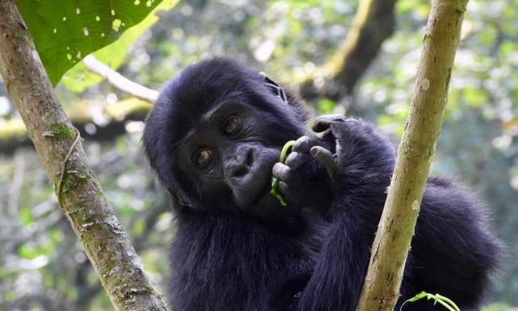 6 Days Uganda Rwanda Gorilla Tour