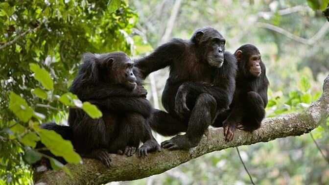 9 Days Uganda Primates and Wildlife Safari Tour
