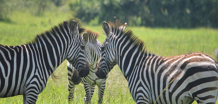 1 Day Uganda Lake Mburo Wildlife Safari 