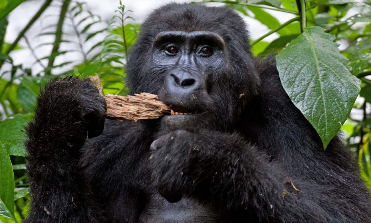 Gorilla Trekking Bwindi Impenetrable National Park