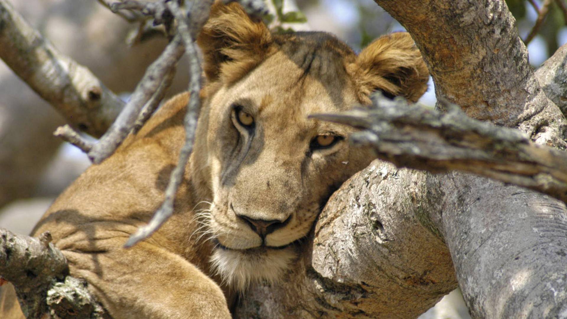 13 Days Classic Uganda Wildlife Uganda Safari