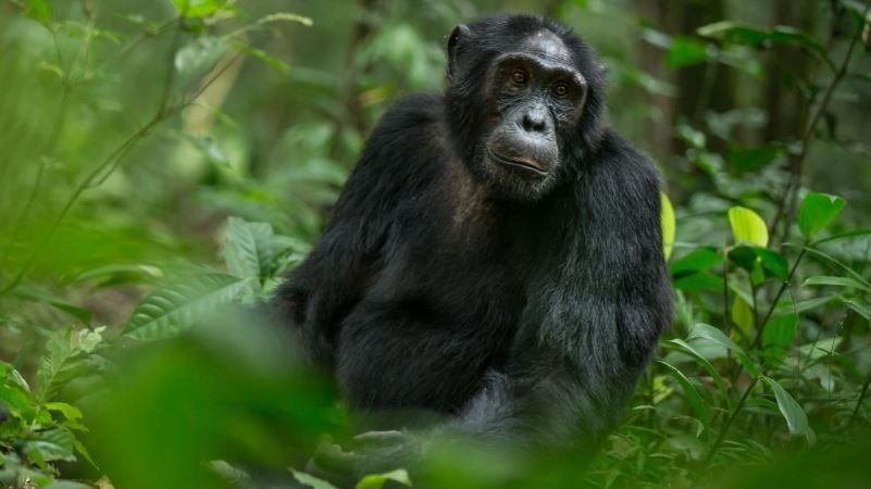 2 Days Uganda Chimpanzee Trekking Safari 