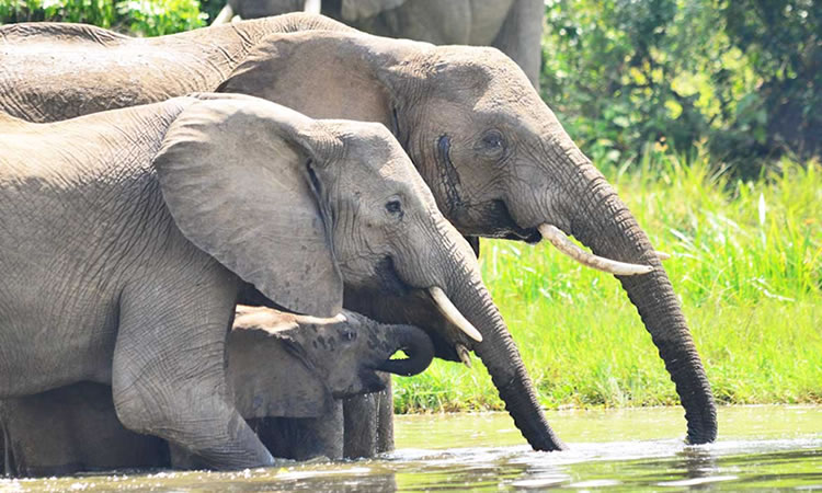 3 Days Uganda Budget Wildlife Safari Tour