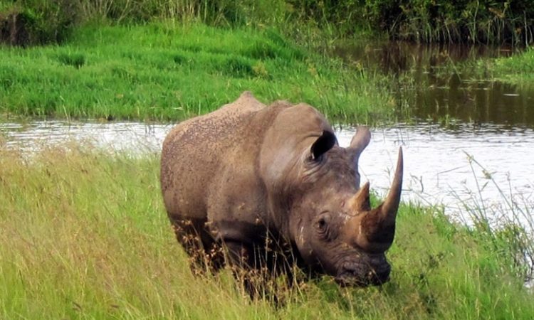 6 Days Best Wildlife Uganda Safari