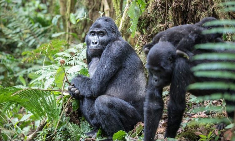 4 Days Uganda Gorilla Trekking & Wildlife Viewing Safari